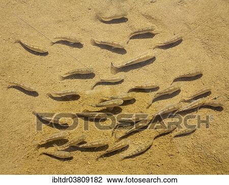 "Death Valley pupfish (Cyprinodon salinus salinus), endemic to the Salt Creek in the Death Valley, Death Valley National Park, California, USA" View Large Photo Image Stock Image - "Death Valley pupfish (Cyprinodon salinus salinus), endemic to the Salt Creek in the Death Valley, Death Valley National Park, California, USA". Fotosearch