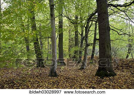 "Deciduous forest at Feensteig, Hainich National Park, Hainich, Bad Langensalza, Thuringia, Germany, Europe" View Large Photo Image Stock Photo - "Deciduous forest at Feensteig, Hainich National Park, Hainich, Bad Langensalza, Thuringia, Germany, Europe". Fotosearch
