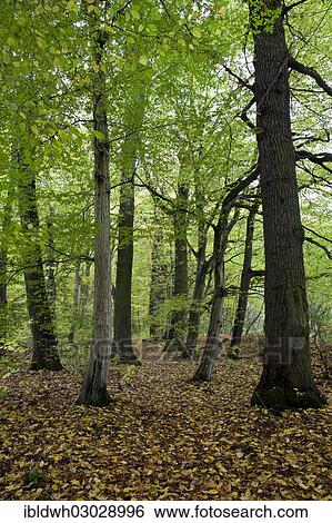 "Deciduous forest at Feensteig, Hainich National Park, Hainich, Bad Langensalza, Thuringia, Germany, Europe" View Large Photo Image Stock Photograph - "Deciduous forest at Feensteig, Hainich National Park, Hainich, Bad Langensalza, Thuringia, Germany, Europe". Fotosearch