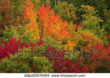 "Deciduous forest in autumn colours, Indian Summer, Algonquin Provincial Park, Ontario Province, Canada, North America" View Large Photo Image Picture - "Deciduous forest in autumn colours, Indian Summer, Algonquin Provincial Park, Ontario Province, Canada, North America". Fotosearch