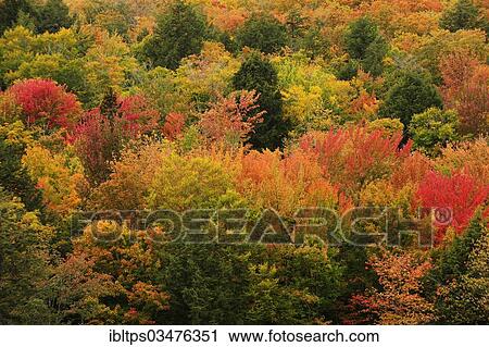 "Deciduous forest in autumn colours, Indian Summer, Algonquin Provincial Park, Ontario Province, Canada, North America" View Large Photo Image Stock Image - "Deciduous forest in autumn colours, Indian Summer, Algonquin Provincial Park, Ontario Province, Canada, North America". Fotosearch