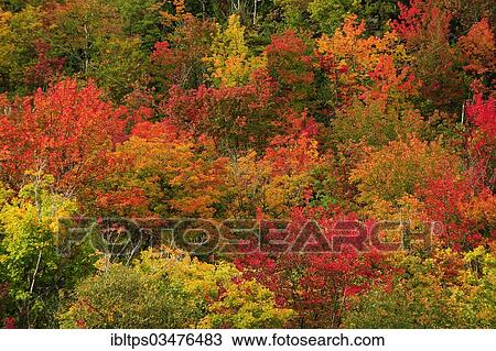 "Deciduous forest in autumn colours, Indian Summer, Algonquin Provincial Park, Ontario Province, Canada, North America" View Large Photo Image Stock Image - "Deciduous forest in autumn colours, Indian Summer, Algonquin Provincial Park, Ontario Province, Canada, North America". Fotosearch