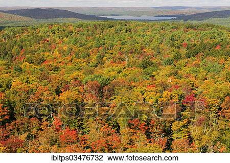 "Deciduous forest in autumn colours, Indian Summer, Algonquin Provincial Park, Ontario Province, Canada, North America" View Large Photo Image Stock Image - "Deciduous forest in autumn colours, Indian Summer, Algonquin Provincial Park, Ontario Province, Canada, North America". Fotosearch
