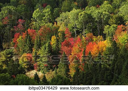 Stock Photo - "Deciduous forest in autumn colours, Indian Summer, Algonquin Provincial Park, Ontario Province, Canada, North America". Fotosearch