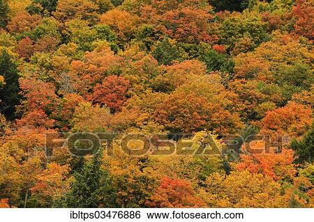 Stock Photograph - "Deciduous forest in autumn colours, Indian Summer, Algonquin Provincial Park, Ontario Province, Canada, North America". Fotosearch