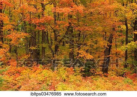 "Deciduous forest in autumn colours, Indian Summer, Algonquin Provincial Park, Ontario Province, Canada, North America" View Large Photo Image Stock Photography - "Deciduous forest in autumn colours, Indian Summer, Algonquin Provincial Park, Ontario Province, Canada, North America". Fotosearch