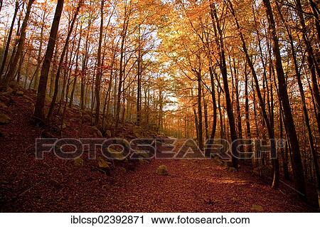 "Deciduous forest in autumn, Montseny, Catalonia, Spain, Europe" View Large Photo Image Stock Image - "Deciduous forest in autumn, Montseny, Catalonia, Spain, Europe". Fotosearch