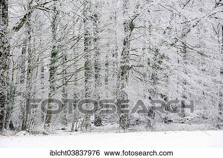 "Deciduous forest in winter, North Rhine-Westphalia, Germany, Europe" View Large Photo Image Stock Photograph - "Deciduous forest in winter, North Rhine-Westphalia, Germany, Europe". Fotosearch
