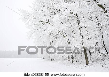 "Deciduous forest in winter, North Rhine-Westphalia, Germany, Europe" View Large Photo Image Stock Photography - "Deciduous forest in winter, North Rhine-Westphalia, Germany, Europe". Fotosearch