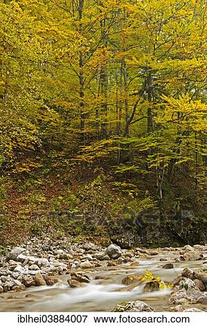 Stock Photo - "Deciduous forest, stream, Almtal Valley, Salzkammergut, Upper Austria, Austria, Europe". Fotosearch