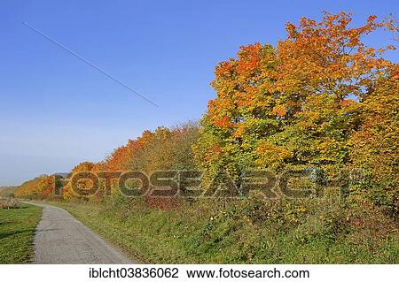 "Deciduous trees along a hiking trail in autumn, North Rhine-Westphalia, Germany, Europe" View Large Photo Image Stock Image - "Deciduous trees along a hiking trail in autumn, North Rhine-Westphalia, Germany, Europe". Fotosearch