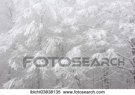 "Deciduous trees in winter, North Rhine-Westphalia, Germany, Europe" View Large Photo Image Stock Photography - "Deciduous trees in winter, North Rhine-Westphalia, Germany, Europe". Fotosearch