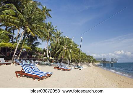 Stock Photo - "Deckchairs on a beach with palm trees, Mae Nam Beach, Ko Samui, Thailand, Asia". Fotosearch