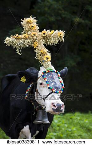 Stock Image - "Decorated cow, Almabtrieb cattle drive, Soll, North Tyrol, Austria, Europe". Fotosearch