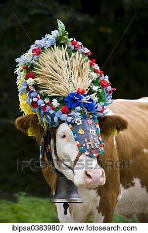 "Decorated cow, Almabtrieb cattle drive, Soll, North Tyrol, Austria, Europe" View Large Photo Image Stock Photo - "Decorated cow, Almabtrieb cattle drive, Soll, North Tyrol, Austria, Europe". Fotosearch
