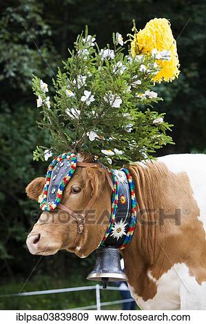 "Decorated cow, Almabtrieb cattle drive, Soll, North Tyrol, Austria, Europe" View Large Photo Image Stock Photo - "Decorated cow, Almabtrieb cattle drive, Soll, North Tyrol, Austria, Europe". Fotosearch