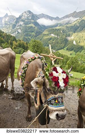 "Decorated cow wearing a cross, a wreath of flowers and a big bell, Almabtrieb cattle drive, alpine pasture near Kerns, Canton of Obwalden, Switzerland, Europe" View Large Photo Image Stock Photo - "Decorated cow wearing a cross, a wreath of flowers and a big bell, Almabtrieb cattle drive, alpine pasture near Kerns, Canton of Obwalden, Switzerland, Europe". Fotosearch