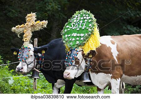 "Decorated cows, Almabtrieb cattle drive, Soll, North Tyrol, Austria, Europe" View Large Photo Image Stock Image - "Decorated cows, Almabtrieb cattle drive, Soll, North Tyrol, Austria, Europe". Fotosearch
