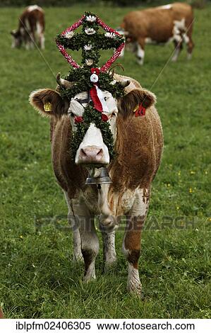 "Decorated cows, ceremonial drive down of cattle from the mountain pastures, Sachrang, Upper Bavaria, Germany, Europe" View Large Photo Image Stock Photography - "Decorated cows, ceremonial drive down of cattle from the mountain pastures, Sachrang, Upper Bavaria, Germany, Europe". Fotosearch