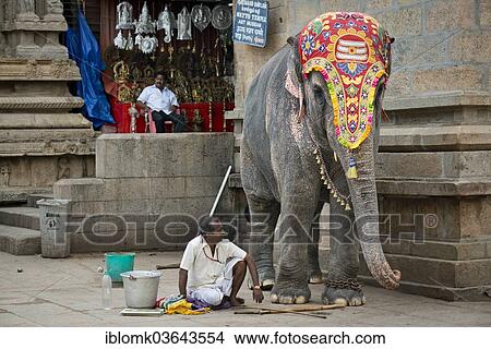 "Decorated temple elephant and mahout, temple district, Meenakshi Amman Temple or Sri Meenakshi Sundareswarar Temple, Madurai, Tamil Nadu, India, Asia" View Large Photo Image Picture - "Decorated temple elephant and mahout, temple district, Meenakshi Amman Temple or Sri Meenakshi Sundareswarar Temple, Madurai, Tamil Nadu, India, Asia". Fotosearch