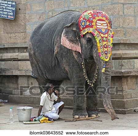 "Decorated temple elephant and mahout, temple district, Meenakshi Amman Temple or Sri Meenakshi Sundareswarar Temple, Madurai, Tamil Nadu, India, Asia" View Large Photo Image Stock Image - "Decorated temple elephant and mahout, temple district, Meenakshi Amman Temple or Sri Meenakshi Sundareswarar Temple, Madurai, Tamil Nadu, India, Asia". Fotosearch