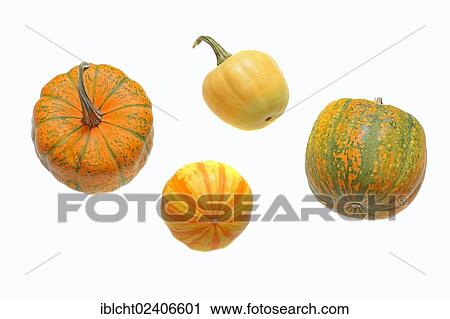 Decorative Pumpkins or Squash (Cucurbita pepo) View Large Photo Image Stock Image - Decorative Pumpkins or Squash (Cucurbita pepo). Fotosearch