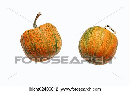 Decorative Pumpkins or Squash (Cucurbita pepo) View Large Photo Image Stock Image - Decorative Pumpkins or Squash (Cucurbita pepo). Fotosearch