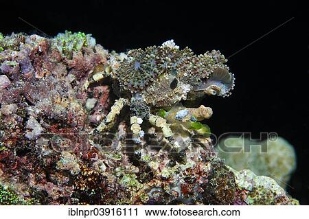 "Decorator Crab (Camposcia retusa), Great Barrier Reef, UNESCO World Natural Heritage Site, Pacific Ocean, Queensland, Australia, Oceania" View Large Photo Image Stock Image - "Decorator Crab (Camposcia retusa), Great Barrier Reef, UNESCO World Natural Heritage Site, Pacific Ocean, Queensland, Australia, Oceania". Fotosearch