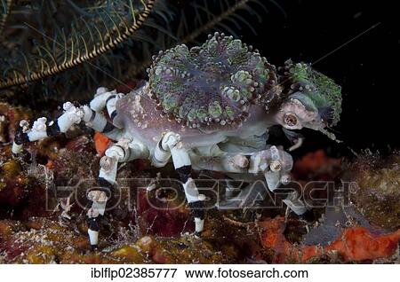 "Decorator Crab (Cyclocoeloma tuberculata), adult, with corals on shell, Farondi Island, Raja Ampat Islands, Four Kings, West Papua, New Guinea, Indonesia, Southeast Asia, Asia" View Large Photo Image Stock Photo - "Decorator Crab (Cyclocoeloma tuberculata), adult, with corals on shell, Farondi Island, Raja Ampat Islands, Four Kings, West Papua, New Guinea, Indonesia, Southeast Asia, Asia". Fotosearch