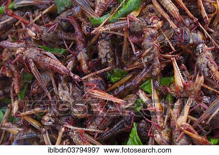 "Deep fried crickets garnished with scallion leaves, Thailand, Asia" View Large Photo Image Stock Photo - "Deep fried crickets garnished with scallion leaves, Thailand, Asia". Fotosearch
