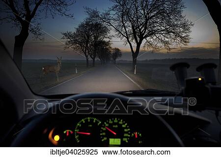 "Deer standing in the twilight on the roadside in the headlights of a car, viewed by the driver" View Large Photo Image Stock Photography - "Deer standing in the twilight on the roadside in the headlights of a car, viewed by the driver". Fotosearch