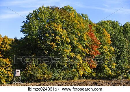 "Deerstand in a forest in autumn colours, Algersdorf, Franconian Switzerland, Middle Franconia, Bavaria, Germany, Europe, PublicGround, Europe" View Large Photo Image Stock Photo - "Deerstand in a forest in autumn colours, Algersdorf, Franconian Switzerland, Middle Franconia, Bavaria, Germany, Europe, PublicGround, Europe". Fotosearch