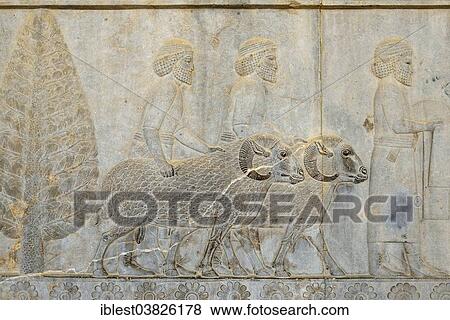 "Delegation bas-relief, Apadana Palace, ancient city of Persepolis, UNESCO World Heritage Site, near Shiraz, Fars Province, Iran, Asia" View Large Photo Image Stock Photo - "Delegation bas-relief, Apadana Palace, ancient city of Persepolis, UNESCO World Heritage Site, near Shiraz, Fars Province, Iran, Asia". Fotosearch