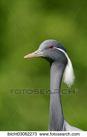 "Demoiselle crane (Anthropoides virgo, Grus virgo), portrait, occurrence in Africa and Asia, captive, Germany, Europe" View Large Photo Image Stock Image - "Demoiselle crane (Anthropoides virgo, Grus virgo), portrait, occurrence in Africa and Asia, captive, Germany, Europe". Fotosearch