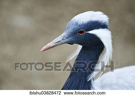 Stock Image - "Demoiselle Crane (Anthropoides virgo), portrait, Zoo, Zurich, Switzerland, Europe". Fotosearch