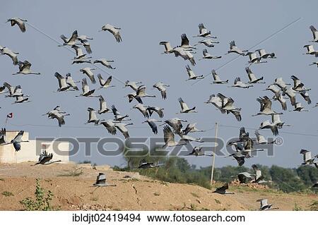 Demoiselle Cranes (Anthropoides virgo), near Kichan in the Thar Desert, Rajasthan, India, Asia View Large Photo Image Picture - Demoiselle Cranes (Anthropoides virgo), near Kichan in the Thar Desert, Rajasthan, India, Asia. Fotosearch