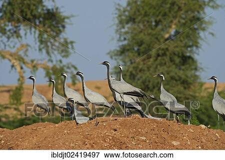Demoiselle Cranes (Anthropoides virgo), near Kichan in the Thar Desert, Rajasthan, India, Asia View Large Photo Image Stock Photo - Demoiselle Cranes (Anthropoides virgo), near Kichan in the Thar Desert, Rajasthan, India, Asia. Fotosearch