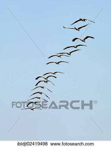 Demoiselle Cranes (Anthropoides virgo) in flight, near Kichan in the Thar Desert, Rajasthan, India, Asia View Large Photo Image Stock Photo - Demoiselle Cranes (Anthropoides virgo) in flight, near Kichan in the Thar Desert, Rajasthan, India, Asia. Fotosearch