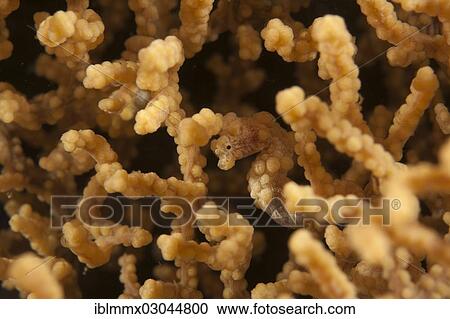 "Denise's pygmy seahorse (Hippocampus denise), camouflaged on gorgonians, Logon, Philippines, Asia" View Large Photo Image Stock Image - "Denise's pygmy seahorse (Hippocampus denise), camouflaged on gorgonians, Logon, Philippines, Asia". Fotosearch