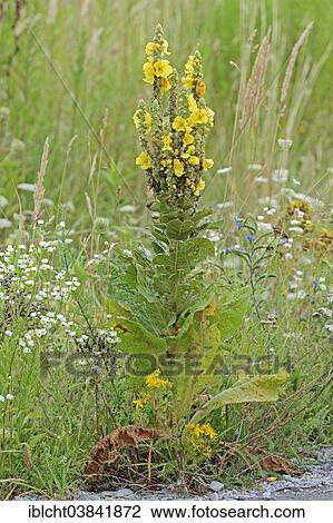 "Dense-Flowered Mullein (Verbascum densiflorum), North Rhine-Westphalia, Germany, Europe" View Large Photo Image Stock Image - "Dense-Flowered Mullein (Verbascum densiflorum), North Rhine-Westphalia, Germany, Europe". Fotosearch