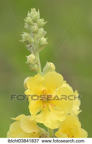 "Dense-Flowered Mullein (Verbascum densiflorum), blossom, North Rhine-Westphalia, Germany, Europe" View Large Photo Image Stock Photo - "Dense-Flowered Mullein (Verbascum densiflorum), blossom, North Rhine-Westphalia, Germany, Europe". Fotosearch