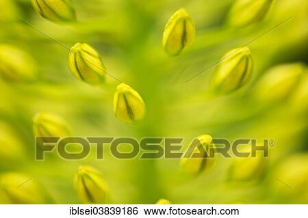 "Denseflower Mullein (Verbascum densiflorum), macro shot, detail" View Large Photo Image Stock Photograph - "Denseflower Mullein (Verbascum densiflorum), macro shot, detail". Fotosearch