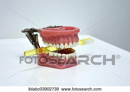 Dentition model with a toothbrush View Large Photo Image Stock Photo - Dentition model with a toothbrush. Fotosearch