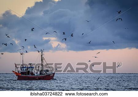 "Departing fishing cutter in the morning with seagulls, Niendorf, Timmendorfer Strand, Ostholstein, Schleswig-Holstein, Germany, Europe" View Large Photo Image Stock Image - "Departing fishing cutter in the morning with seagulls, Niendorf, Timmendorfer Strand, Ostholstein, Schleswig-Holstein, Germany, Europe". Fotosearch