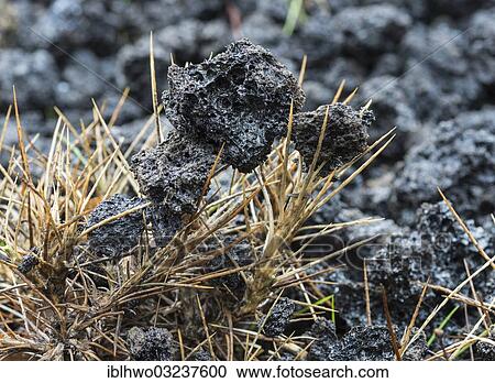 "Deposits of recent lava eruption, skewered on pine needles, northern slopes of Mount Etna, Linguaglossa, Provinz Catania, Sicily, Italy, Europe" View Large Photo Image Stock Image - "Deposits of recent lava eruption, skewered on pine needles, northern slopes of Mount Etna, Linguaglossa, Provinz Catania, Sicily, Italy, Europe". Fotosearch