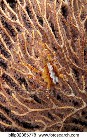 "Depressed Spider Crab (Xenocarcinus depressus), adult, on coral fan, Dampier Straits, Raja Ampat Islands, Four Kings, West Papua, New Guinea, Indonesia, Southeast Asia, Asia" View Large Photo Image Stock Photo - "Depressed Spider Crab (Xenocarcinus depressus), adult, on coral fan, Dampier Straits, Raja Ampat Islands, Four Kings, West Papua, New Guinea, Indonesia, Southeast Asia, Asia". Fotosearch