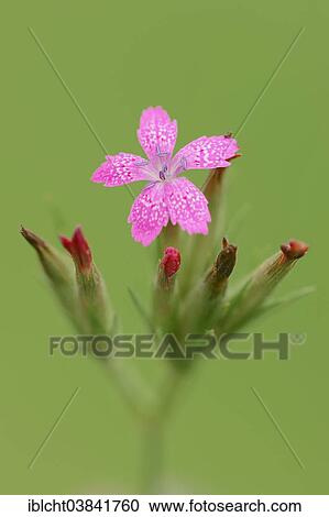 "Deptford Pink (Dianthus armeria), blossom, North Rhine-Westphalia, Germany, Europe" View Large Photo Image Stock Image - "Deptford Pink (Dianthus armeria), blossom, North Rhine-Westphalia, Germany, Europe". Fotosearch