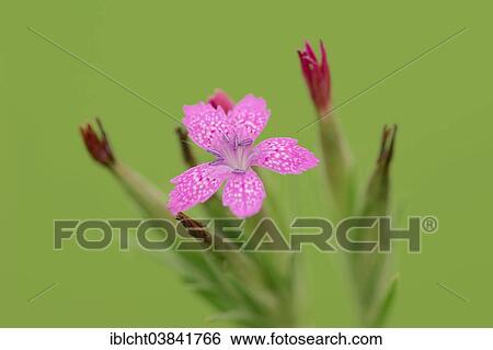 Stock Photograph - "Deptford Pink (Dianthus armeria), blossom, North Rhine-Westphalia, Germany, Europe". Fotosearch