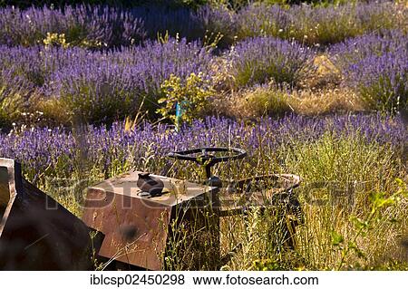 Stock Photo - "Derelict farm machine in a blooming field of Lavender (Lavandula angustifolia) around Boux, Luberon Mountains, Vaucluse, Provence-Alpes-Cote d'Azur, Southern France, France, Europe, PublicGround, Europe". Fotosearch