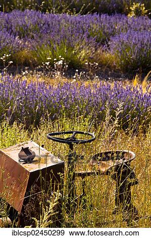 Stock Photo - "Derelict farm machine in a blooming field of Lavender (Lavandula angustifolia) around Boux, Luberon Mountains, Vaucluse, Provence-Alpes-Cote d'Azur, Southern France, France, Europe, PublicGround, Europe". Fotosearch